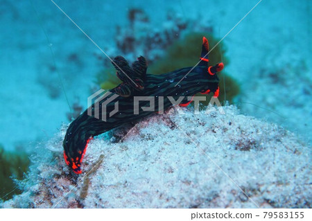 Akafuchi Ryugu Nudibranch Okinawa Sea 79583155