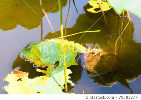 Daruma frog, not Tonosama frog Daruma frog, not Tonosama frog 79583277