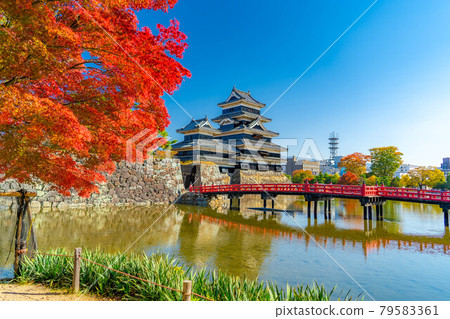 Autumn leaves and Matsumoto Castle [Nagano Prefecture] 79583361