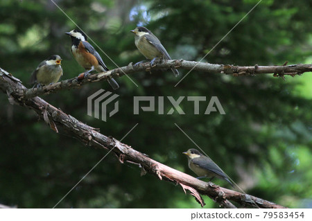 各種山雀 親子 各種山雀 北海道野鳥 79583454