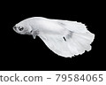 White Betta Fish, Isolated Over Black Color Background. Suitable For Design Stock Object, Rare Siamese Fighting Fish, Betta Splendens, Betta Mandor, Giant Betta, Cut Out 79584065