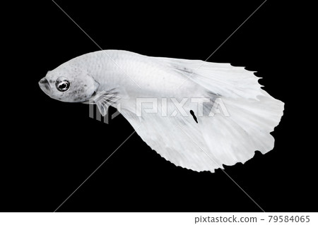 White Betta Fish, Isolated Over Black Color Background. Suitable For Design Stock Object, Rare Siamese Fighting Fish, Betta Splendens, Betta Mandor, Giant Betta, Cut Out White Betta Fish, Isolated Over Black Color Background. Suitable For Design Stock Object, Rare Siamese Fighting Fish, Betta Splendens, Betta Mandor, Giant Betta, Cut Out 79584065