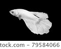 White Betta Fish, Isolated Over Black Color Background. Suitable For Design Stock Object, Rare Siamese Fighting Fish, Betta Splendens, Betta Mandor, Giant Betta, Cut Out 79584066