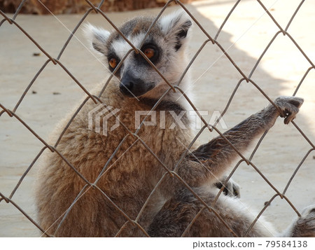 [馬達加斯加] Antsukai Botanical Garden：在籠子里工作的環尾狐猴的簡介（Turiara） 79584138