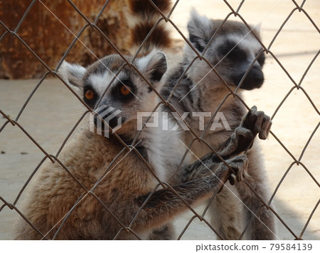 [馬達加斯加] Antsukai Botanical Garden：在籠子里工作的環尾狐猴的簡介（Turiara） 79584139