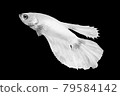 White Betta Fish, Isolated Over Black Color Background. Suitable For Design Stock Object, Rare Siamese Fighting Fish, Betta Splendens, Betta Mandor, Giant Betta, Cut Out 79584142