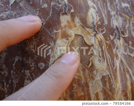 [馬達加斯加] Antsukai Botanical Garden：觸摸猴麵包樹（Turiara）樹皮的手特寫 79584166