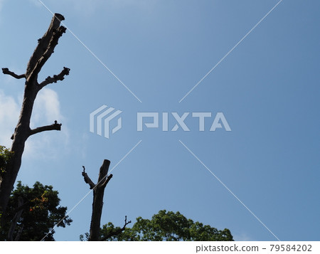 Blue sky and tree Blue sky and tree 79584202