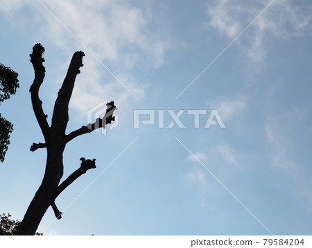 Blue sky and tree 79584204