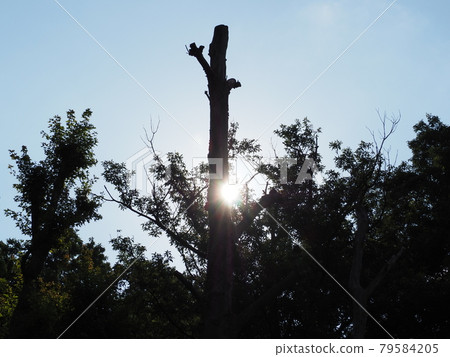Morning sunshine Morning sunshine 79584205