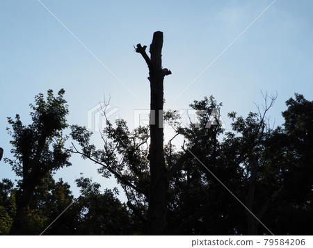 Blue sky and tree Blue sky and tree 79584206