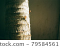 Summer sunlight on cicada.This is photo shot by Film and Grain filter effect. 79584561