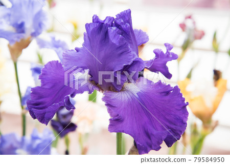 Close-up of iris flower. Violet flower of intense color 79584950