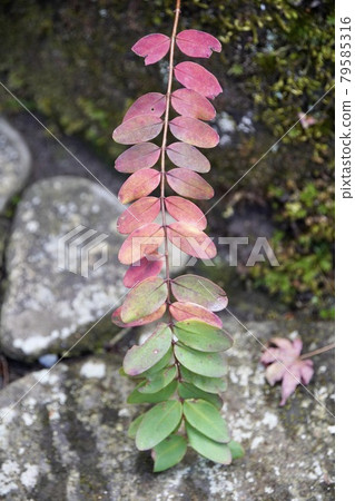 Graduation of autumn leaves Graduation of autumn leaves 79585316