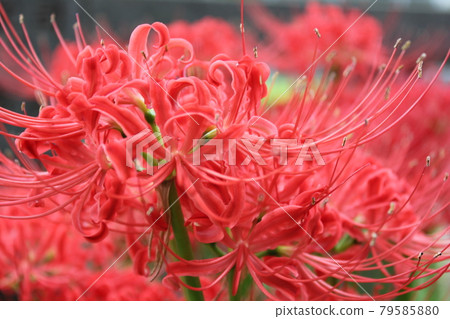 Cluster amaryllis / Saka Manju ... Red magic lily ... 79585880