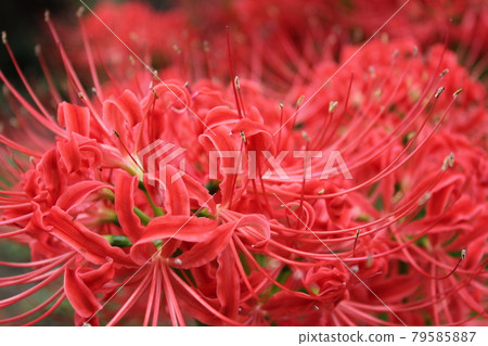 Cluster amaryllis / Saka Manju ... Red magic lily ... 79585887