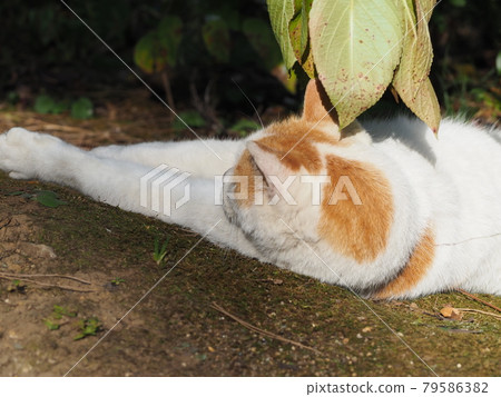 Stray cat relaxing Stray cat relaxing 79586382