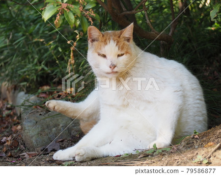 Stray cat relaxing in the shade of a tree Stray cat relaxing in the shade of a tree 79586877