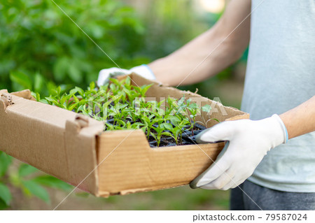 cartoon box with small pepper sprouts ready for seeding in the hands of a man in gloves. Spring seedlings. Plant care. Watering and transplanting vegetables on a personal plot. Delivery seedlights cartoon box with small pepper sprouts ready for seeding in the hands of a man in gloves. Spring seedlings. Plant care. Watering and transplanting vegetables on a personal plot. Delivery seedlights 79587024