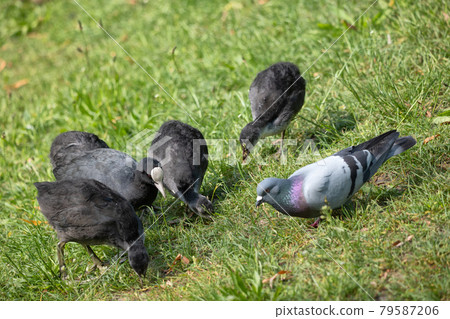 Eurasian Coot Feed In Grass 79587206