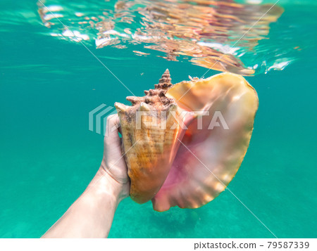 Hand of snorkeling man holding huge conch shell underwater. Concept of travel, vocation and adventure  79587339