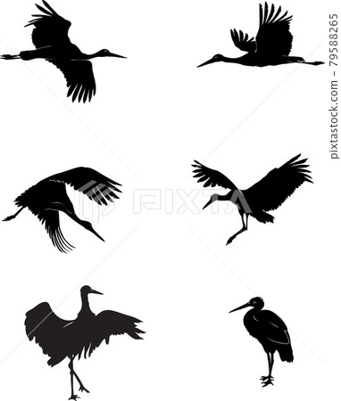 stork, bird, white, black, vector, illustration, drawing stork, bird, white, black, vector, illustration, drawing 79588265