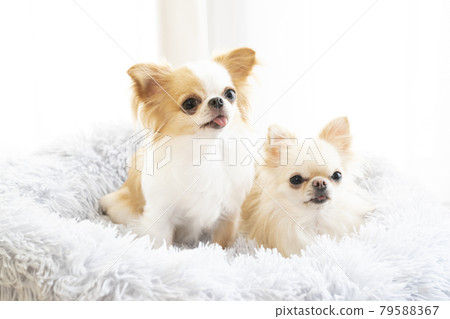 Two chihuahuas in bed Two chihuahuas in bed 79588367