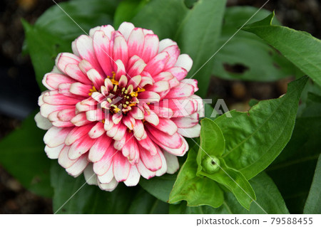 Dahlia with pink accents Dahlia with pink accents 79588455