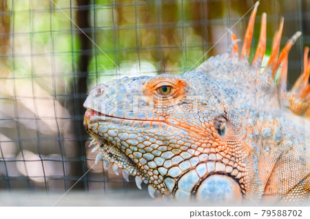 A large orange iguana. Head shot 79588702