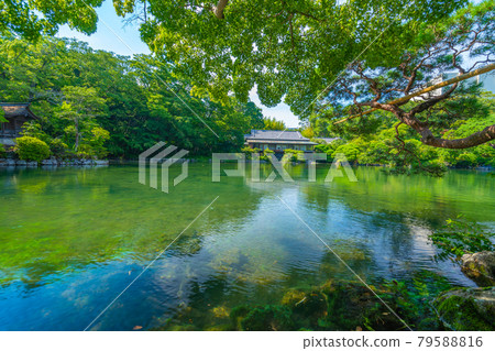 Rakujuen Obama Pond [Shizuoka Prefecture Mishima City] 79588816