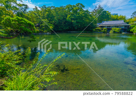 Rakujuen Obama Pond [Shizuoka Prefecture Mishima City] 79588822