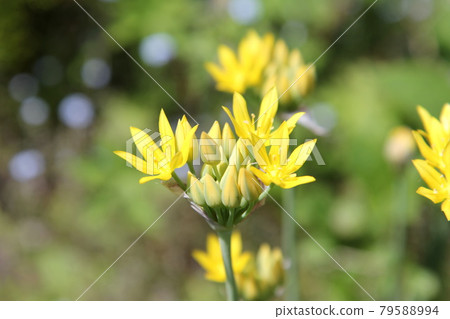 Yellow flowers of Allium molly that have begun to bloom 79588994