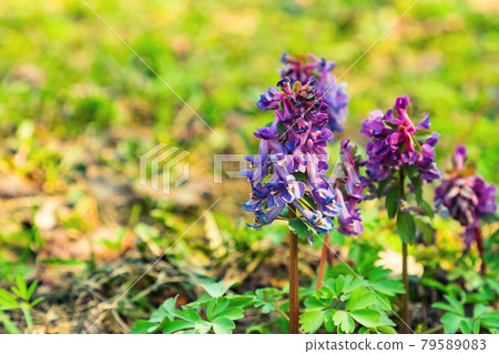 close-up of Corydalis solida fumewort purple flowers on spring blurred natural background 79589083
