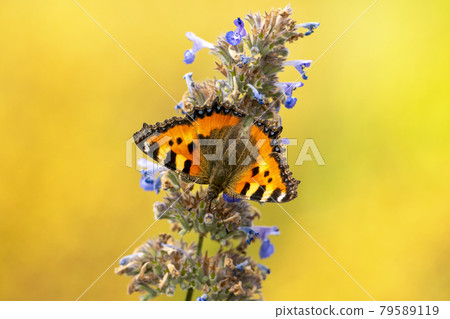 Small tortoiseshell butterfly, Aglais urticae Small tortoiseshell butterfly, Aglais urticae 79589119
