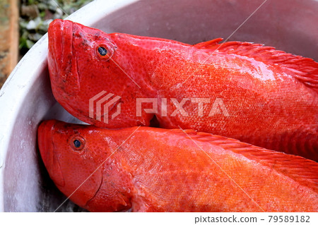 沖繩魚Akajin Mebai 沖繩魚Akajin Mebai 79589182