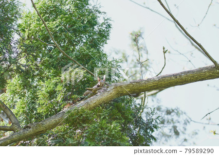 Ezoris lying on a tree branch on a spring morning 79589290