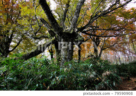 在通往兵野山頂的山路旁,一棵具有強烈存在感的大樹 在通往兵野山頂的山路旁,一棵具有強烈存在感的大樹 79590908