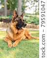 Portrait of a German shepherd dog in a garden. Purebred dog lying on the grass in the yard in summer. 79591047