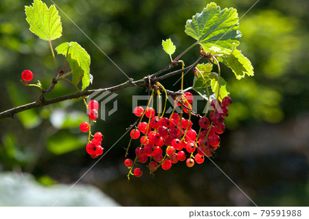 red currant berries illuminated rays of summer sun red currant berries illuminated rays of summer sun 79591988