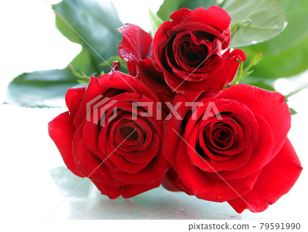 Beautiful Red roses Isolated on a white background with space for message. Valentines day red rose flower. Romantic love 79591990