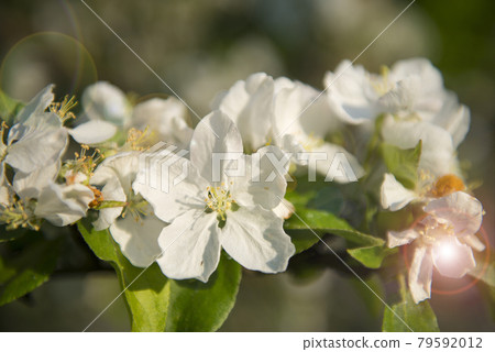 Spring apple blossom branch with white flowers and sunlight. First tender blossom at sunny day. Spring apple blossom branch with white flowers and sunlight. First tender blossom at sunny day. 79592012