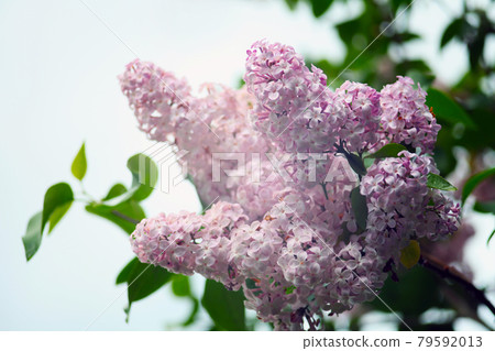 Blossom lillac in the gardenbehind blue sky, freshness and spring concept. Selected focus. Blur background. Blossom lillac in the gardenbehind blue sky, freshness and spring concept. Selected focus. Blur background. 79592013
