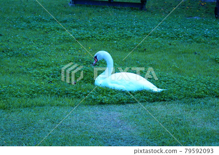 彩天鵝野鳥草(2021年7月註冊)最大尺寸:L 彩天鵝野鳥草(2021年7月註冊)最大尺寸:L 79592093