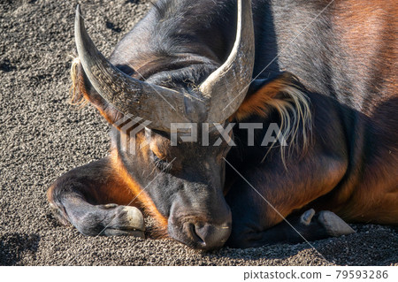 red buffalo, Syncerus caffer nanus, Congo buffalo or dwarf buffalo 79593286