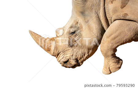 White Rhino Ceratotherium simum Detail of head and horn isolated white background 79593290