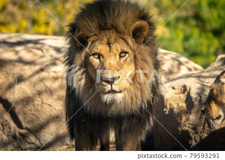 African lion, Panthera leo bleyenberghi, front portrait imposing feline African lion, Panthera leo bleyenberghi, front portrait imposing feline 79593291