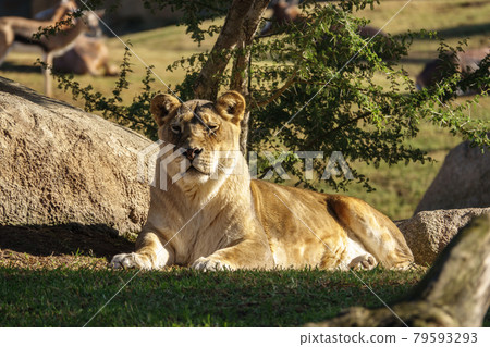 female African lion, Panthera leo bleyenberghi, feline female African lion, Panthera leo bleyenberghi, feline 79593293