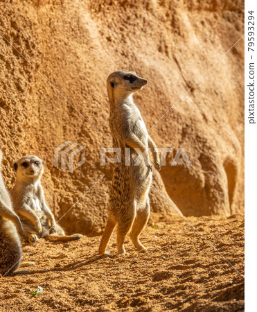 Alert meerkat Suricata suricatta standing Africa curious gesture Alert meerkat Suricata suricatta standing Africa curious gesture 79593294
