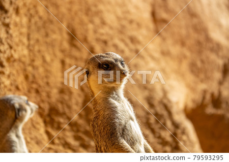 Alert meerkat Suricata suricatta standing Africa curious gesture Alert meerkat Suricata suricatta standing Africa curious gesture 79593295