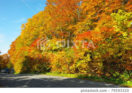 Bright autumn leaves at the foot of Mt. Hakkoda Bright autumn leaves at the foot of Mt. Hakkoda 79593320